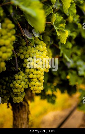 USA, Washington state, Pasco. Grappoli di uve Sauvignon Blanc. Foto Stock