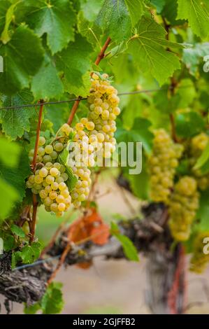 USA, Washington state, Pasco. Grappoli di uve Sauvignon Blanc. Foto Stock