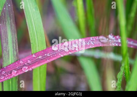 Washington state, Bellevue. Gocce d'acqua sull'erba del sangue giapponese Foto Stock