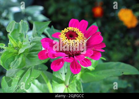 Primo piano di un fiore di zinnia rosa contro le foglie Foto Stock