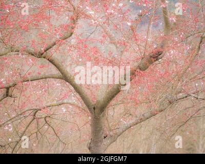 USA, Washington state, Fall City Primavera e alberi di ciliegio appena iniziato a fiorire Foto Stock