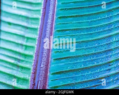 USA, Washington state, Sammamish, primo piano della foglia di canna Lily Foto Stock