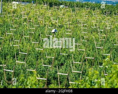 Frutteto di mele in primavera. Foto Stock