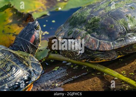 Western Painted Turtles Juanita Bay Park Lake Washington, Kirkland, Washington state. Foto Stock
