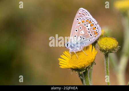 Farfalla blu comune maschile (Polyommatus icarus) su un fiore di dente di leone con sfondo sfocato Foto Stock