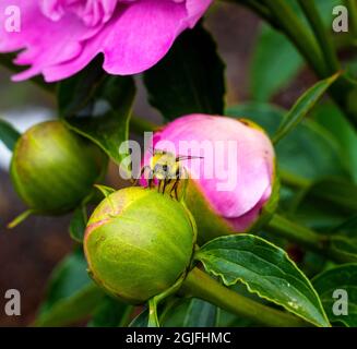 Bumblebee che si nutrono di nettare, peonia rosa, Bellevue, stato di Washington Foto Stock
