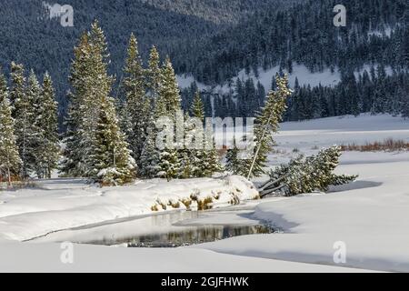 Il fiume Lamar attraversa la neve, la Lamar Valley, il parco nazionale di Yellowstone, Wyoming. Foto Stock