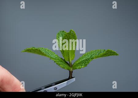 La cima della pianta della menta. Parte superiore della menta. Foglie di menta verde su sfondo grigio. Foto Stock