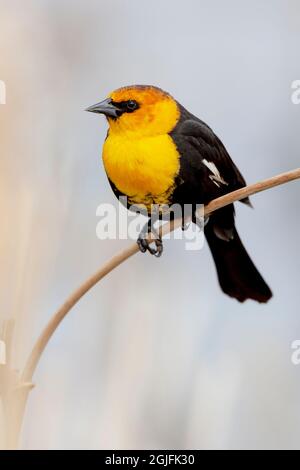Parco Nazionale di Yellowstone. Ritratto di un uccello nero a testa gialla arroccato su una canna. Foto Stock