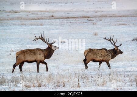 USA, Wyoming. Due alci toro in inverno, National Elk Refuge, Jackson Hole Wyoming Foto Stock