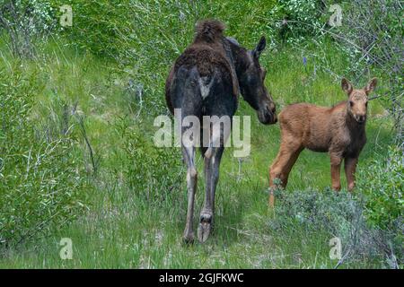 Madre e il suo neonato vitello alce, Grand Teton National Park, Wyoming Foto Stock