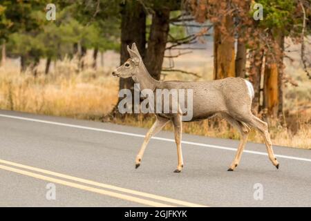 Parco Nazionale di Yellowstone, Wyoming, USA. Antilope di pronghorn che attraversa un'autostrada. Foto Stock