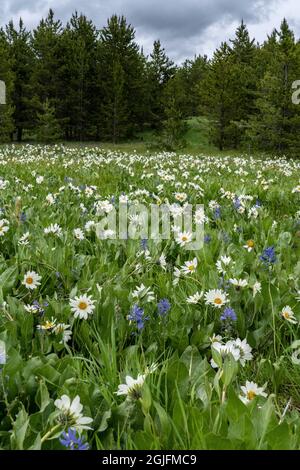 USA, Wyoming. White Mules Ears (Wyethia helianthoides) e Camas comuni (Camassia quamash) in un prato, Yellowstone National Park. Foto Stock