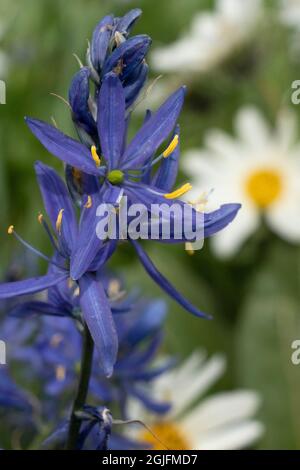 USA, Wyoming. White Mules Ears (Wyethia helianthoides) e Camas comuni (Camassia quamash) in un prato, Yellowstone National Park. Foto Stock