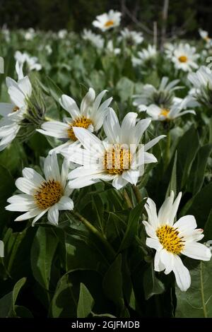 USA, Wyoming. White Mules Ears (Wyethia helianthoides) in un prato, Yellowstone National Park. Foto Stock