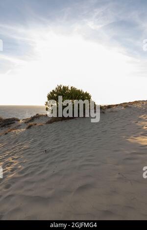 La costa più lunga della Spagna è la costa di Huelva. Da 'Matalascanas' a 'Ayamonte'. Costa con scogliere, dune, pini, vegetazione verde. IO Foto Stock