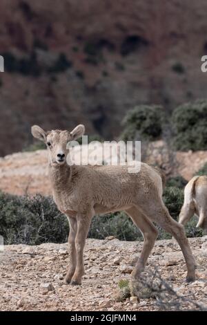 USA, Wyoming. Agnello di pecora di Bighorn, area ricreativa nazionale di Bighorn Canyon. Foto Stock
