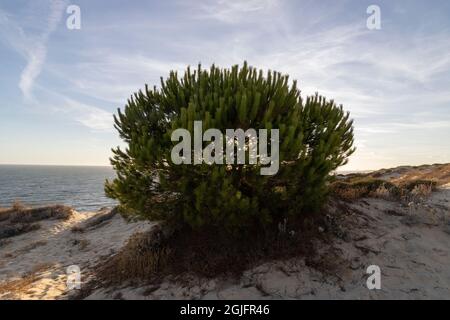 La costa più lunga della Spagna è la costa di Huelva. Da 'Matalascanas' a 'Ayamonte'. Costa con scogliere, dune, pini, vegetazione verde. IO Foto Stock