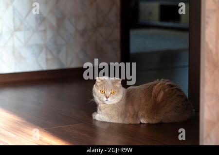 Cute scozzese fold giovane femmina gatto a casa Foto Stock