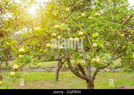 Albero di mele in frutteto al Sunset.Green mele appeso sul ramo tree.Organic cibo sano frutta piantagione concetto. Foto Stock