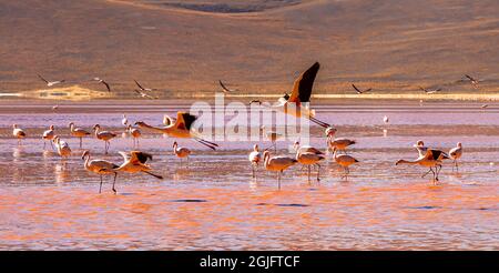 Gruppo di Flamingos a Laguna Colorada , Bolivia Foto Stock