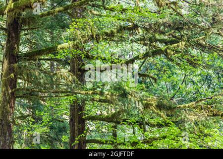 Molton Falls Regional Park, Yacolt, Washington, Stati Uniti. Moss coperto alberi al Molton Falls Regional Park. Foto Stock