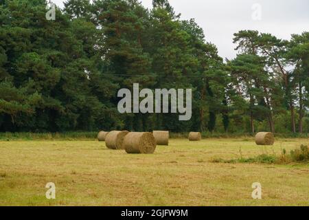 Balle di fieno rotonde attendono la raccolta sul campo di Salisbury Plain Chalklands Wilts UK Foto Stock