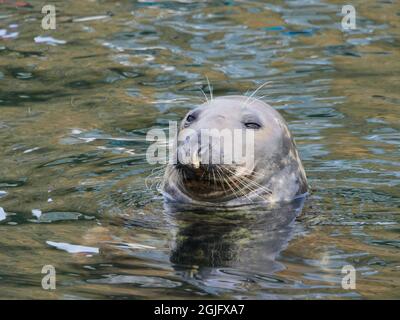 Sigillo grigio in un porto di Moray Firth in attesa che le barche fisher entrino, Scozia, Regno Unito Foto Stock