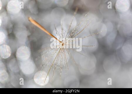 Macro colpo di dente di leone con gocce d'acqua su di esso che galleggia nell'aria. Vivere in armonia. Foto Stock