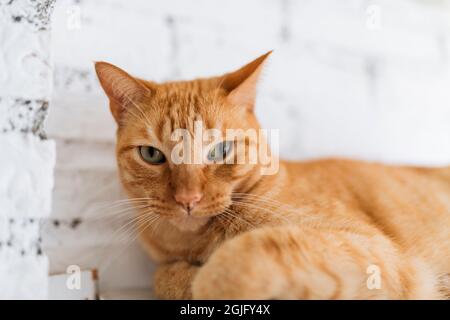 arancione gatto comune europeo guardando dritto avanti a riposo. ritratto animale Foto Stock