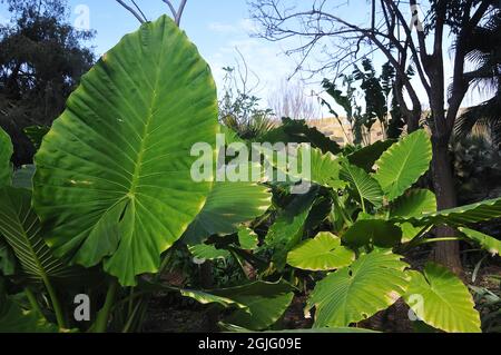 Giglio dal profumo notturno, taro asiatico o gigantesco orecchio di elefante, Alocasia odora, alokázia, Asia Foto Stock