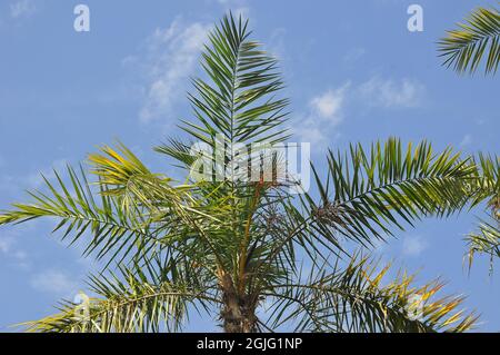 Palma datteri selvaggi o palma datteri senegalesische Dattelpalme, Phoenix reclinata, datolyapálma Foto Stock