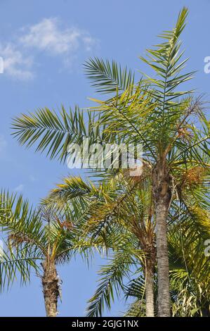 Palma datteri selvaggi o palma datteri senegalesische Dattelpalme, Phoenix reclinata, datolyapálma Foto Stock