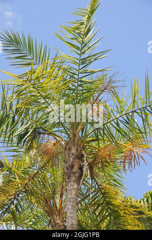 Palma datteri selvaggi o palma datteri senegalesische Dattelpalme, Phoenix reclinata, datolyapálma Foto Stock