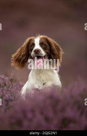 English Springer Spaniel cucciolo Foto Stock