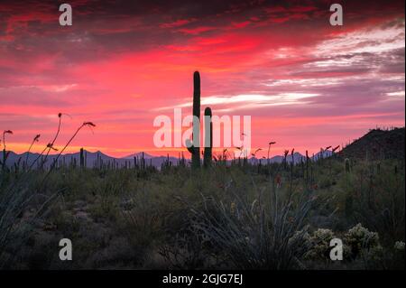 Fuoco tramonto su Saguaros e piante desertiche in Arizona Foto Stock