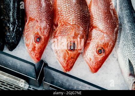 Snapper rossi freschi interi senza condimento crudi da vendere al mercato locale del pesce Foto Stock