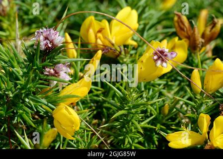 Dodder comune - Cuscuta epithymum su Gorse occidentale - Ulex gallii, Exmoor, Devon Foto Stock
