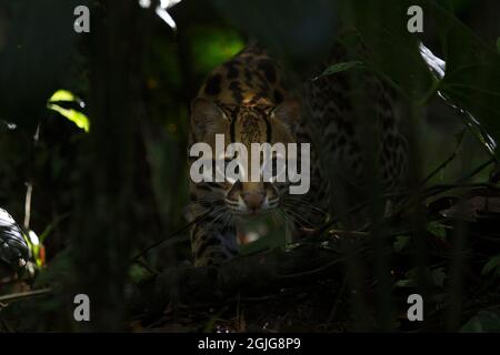 Un Ocelot si stacca attraverso il sottobosco. Foto Stock