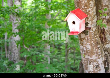 Birdhouse in legno fatto a mano a Forest Foto Stock