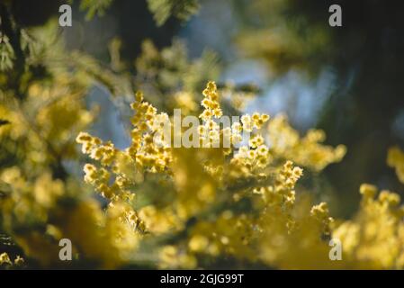 Primo piano dei fiori di Silver Wattle Foto Stock