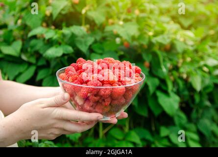 Lamponi appena raccolti in mano di contadino. Estate raccolto sano. Raccolta di frutti di bosco. Messa a fuoco selettiva Foto Stock