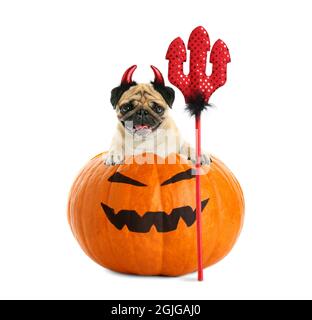 Divertente cane pug con arredamento Halloween su sfondo bianco Foto Stock