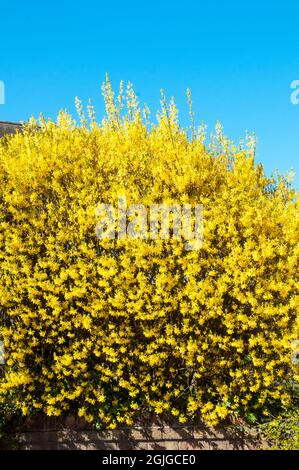 Forsythia x intermedia cespuglio di Lynwood con fiori gialli luminosi in pieno flower.in inizio primavera Foto Stock