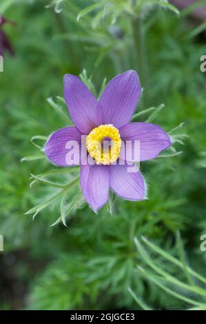 Primo piano di Pulsatilla vulgaris una primavera viola pallida a profonda fioritura completamente hardy deciduo erbaceo perenne chiamato anche fiore Pasque Foto Stock