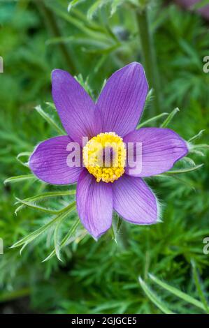 Primo piano di Pulsatilla vulgaris una primavera viola pallida a profonda fioritura completamente hardy deciduo erbaceo perenne chiamato anche fiore Pasque Foto Stock