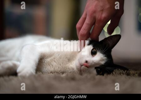 Giovane gatto di colore bianco e nero Foto Stock
