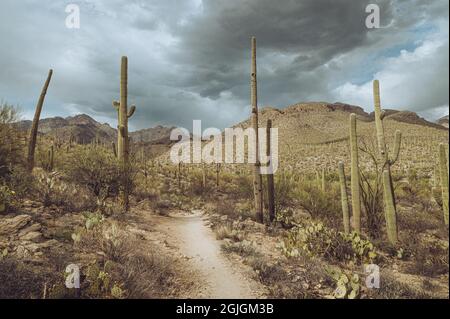 Saguaros da un sentiero escursionistico nel canyon Sabino, Tucson Arizona Foto Stock