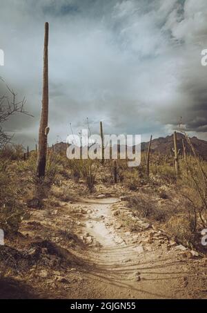 Saguaros vicino al sentiero roccioso Arizona Foto Stock