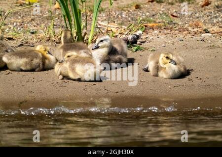Issaquah, Washington, Stati Uniti. Canada Goose gosling prendere il sole sulle rive del lago Sammamish nel Lake Sammamish state Park. Foto Stock